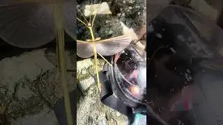 Stick Insect flies. #shorts #stickinsect #insects #insect