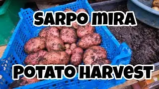 Урожай картофеля Sarpo Mira [устойчивый к фитофторозу картофель]
