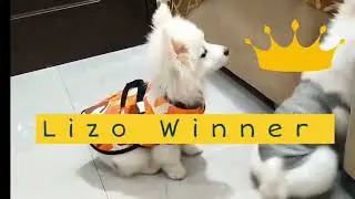 Pomeranian Puppies  | Popcorn Challenge 🍿 | Leo vs Lizo 😱🔥