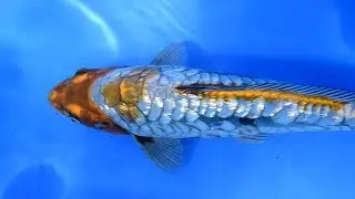 Modern Koi Blog #2811 - Live aus Japan: Diesen Super-Kawarimono müssen Sie gesehen haben