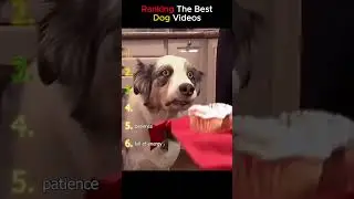Ranking The Best Dog Moments