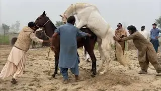 BEAUTIFUL AND POWERFUL HORSE ENJOYING VIDEO 😘😘#horse