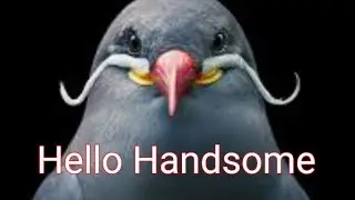 Inca Tern