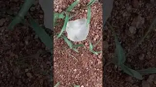 PRECIOUS STONE