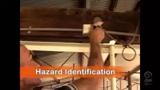 AWI Wool Handling - Arriving at the Shed - Occupational Health and Safety