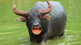 Buffalo sound || Pet Animals Sound and photo || Buffalo funny video || Bring water || Buffalo 