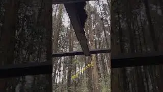 #forest #forestsounds #magicalforestmusic #jungleadventure #intothejungle