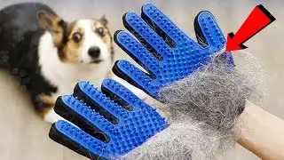 Coolest Amazon Finds for Pets &ndash; Tested & Reviewed!