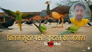 मेरे घर आए सुंदर पक्षी 🦚 - तोता, मोर और कबूतर 🥰  Peacock, Parrot & Pigeon Together 😍 @YOGiRiYAAR 