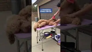3 Grooming Tools Every Goldendoodle Owner Needs! #goldendoodle #doodledogs #doodlesofcalifornia
