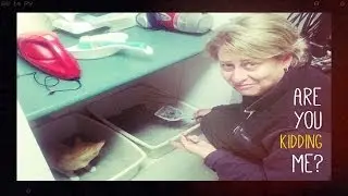 House Sitting Canada - Chores With Furry Entertainment