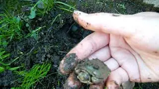11.26.11 | Baby Turtle Nest