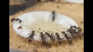 Formica cf podzolica feeding