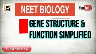 Genes | Status, Structure and function of Genes simplified