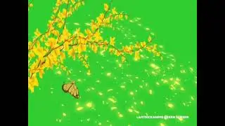 Beautiful cherry blossoms falling leafs green screenbirds flying green screen #green_skin_video