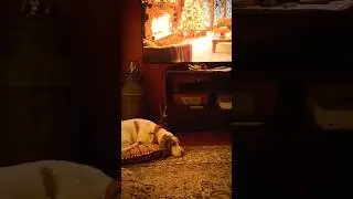 Calm&hellip;Calm&hellip;Then CHAOS #puppy #dog #christmas #love