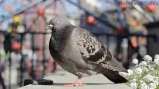Pigeon ( dove ) Quick mating In Garden
