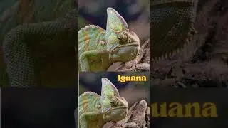 What If - You Found So Cute Funny Wild Iguana? #iguana #wildlife #shorts #wildlifephotography