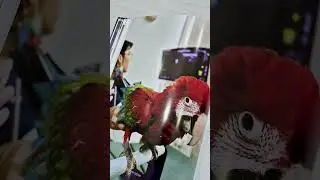 หนังสือที่คนรัก Macaw ตัวจริงไม่ควรพลาด