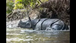 Only 80 Left: Can the Javan Rhino Survive..?