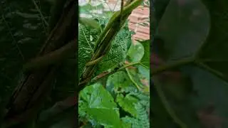 Olha o bichinho escondido nas folhas..#insetos