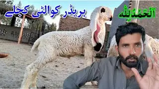 Breeder Quality Kajly Baby of Khokhar Kajla Farm Bhakkar