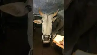 गायों की सेवा #cow #protectanimals #animalrescue #animals #helpeveryone #loveforcows#rescue #animals