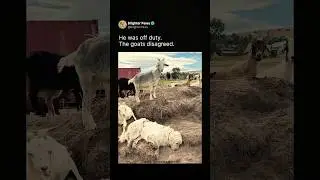 This Dog’s Nap Needed Goat Approval 😂