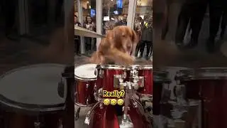 For real? 🤷🏻&zwj;♂️ #dogshorts #dogs #drums #drummer #aivideo #dogvideos #dog