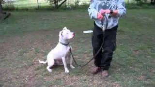 Deaf Dogs, Blind Dogs, Deaf and Blind Dogs