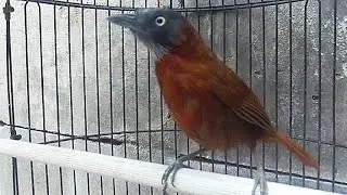 PANCINGAN TEPUS KEPALA ABU JANTAN !! SUARA NGEBREN NYIUL RANGSANG BUNYI 