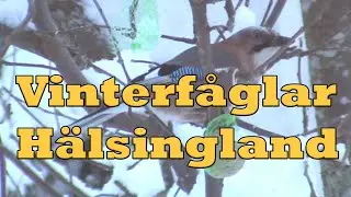 Vinterf&aring;glar - H&auml;lsingland