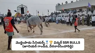 ssr bulls (jr గాండీవ , వీరనరసింహారెడ్డి) ,🥈🏆 మొర్జంపాడు #morjampadu bull race 