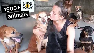 ANIMAL SOS SRI LANKA | 1900+ animals