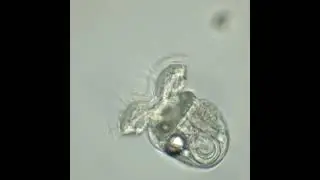 Veliger larvae from sacoglossan sea slug Cyerce sp.