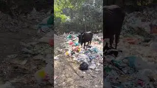 Cow eating garbage how to help rescue and rehabilitate animals #cowprotection