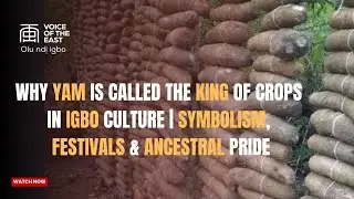 Why Yam Is Called the King of Crops in Igbo Culture | Symbolism, Festivals & Ancestral Pride