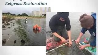 State of the Bay 2020: How Healthy is Eelgrass in Morro Bay?