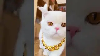 #Cat cute#@Shot -kt5rb#