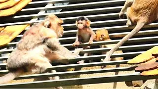 Cutie Baby Monkey Berila Climbs High to the Roof with Mother Barry