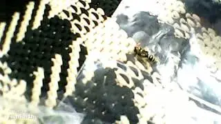 Dissecting a bee