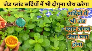नवंबर में जेड प्लांट को जंगल जैसा घना बनाएं.Jade plant care &fertilizer/jade plant winter care