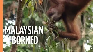 Sabah: Malaysian Borneo | Full Documentary