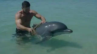 The Dolphin Who Saved a Man | A True Inspirational Story of Kindness.