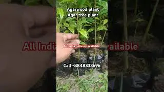 Agar tree #Agarwood #plants available Call-8848333696 I supply all over India
