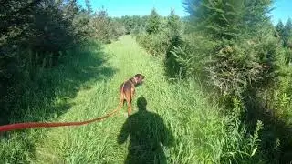 Blood tracking dog training on a 45 hr old 550 yds 1/2 oz blood and hooves practice track