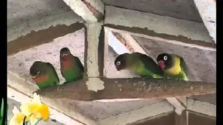 Bird Watching in Dubai