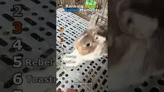 Ranking Bunny Rabbit Moments #ranking #bunny #shorts