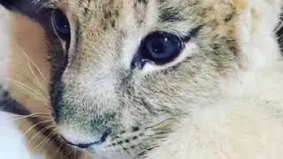 Talullah, DEW Haven Lion cub