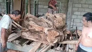 Teak wood monster destruction processs in sawmill 